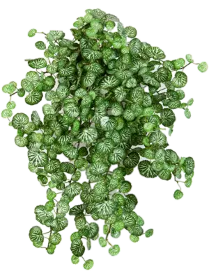 Hanging Busch (560 lvs.)