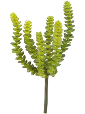 Green (6x)