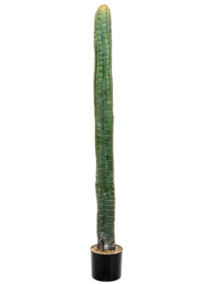 Tuff (140 cm)