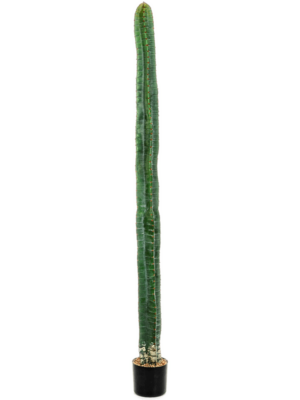 Tuff (180 cm)