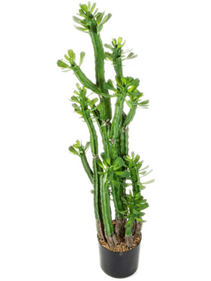 Toef (118 cm)