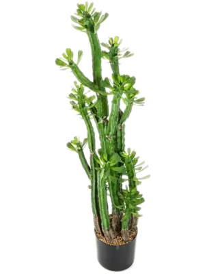 Toef (118 cm)