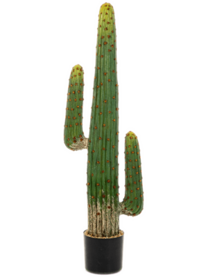 Toef (125 cm)