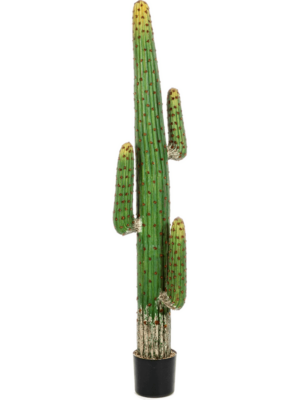 Toef (170 cm)