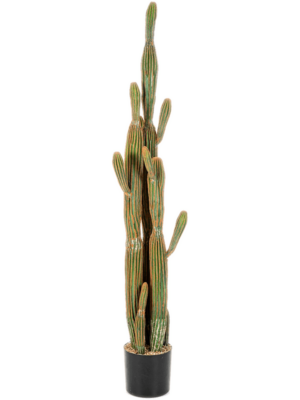 Toef (150 cm)