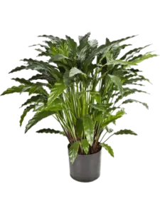 Calathea