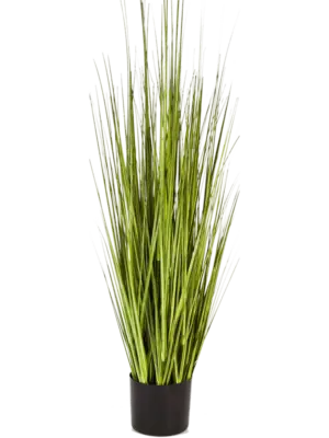 Grass Carex