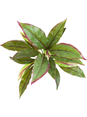 Bush Green/ Red