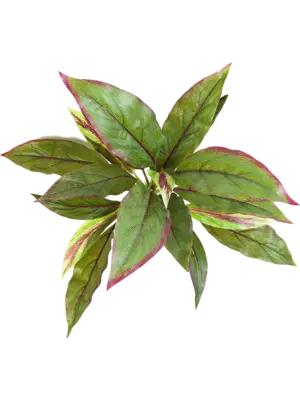Bush Green/ Red