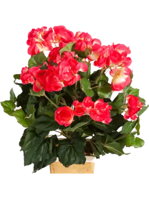 Busch Red (ohne Topf)