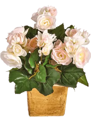 Busch Pink (ohne Topf)