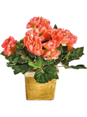 Busch Peach (ohne Topf)