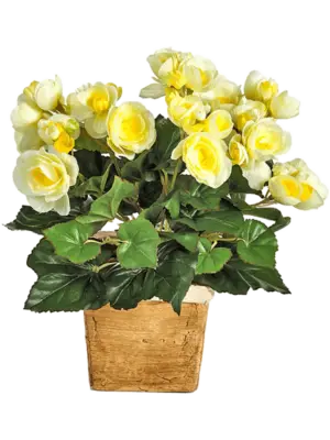 Busch Yellow (ohne Topf)