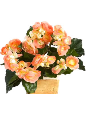 Busch Yellow/ Peach (ohne Topf)