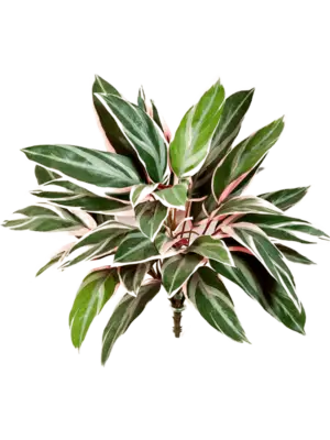 Bush