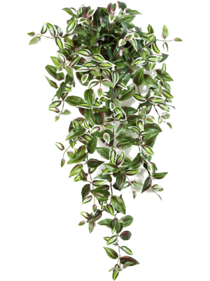 Hanging Busch (15x)