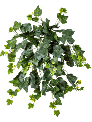 Busch (UV)