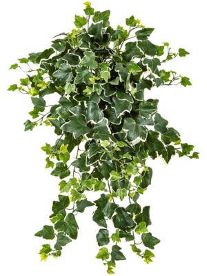 Variegated Busch (UV)