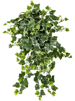 Variegated Busch (UV)