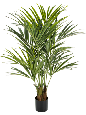 5' Palm (172 lvs.)