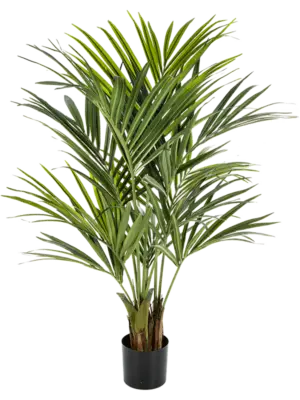 5' Palm (172 lvs.)