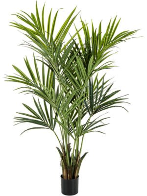 6' Palm (250 lvs.)