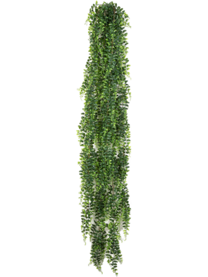 Hanging Bush