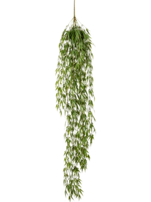 Hanging Bush