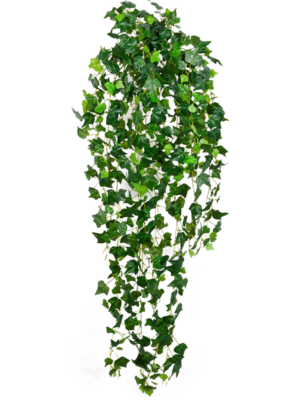 Hanging Busch