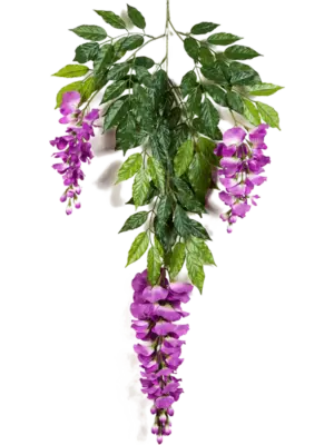Zweig Purple