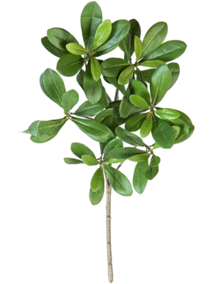Spray Light Green (FR)