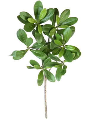 Spray Light Green (FR)