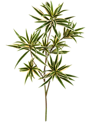 Branch (FR)