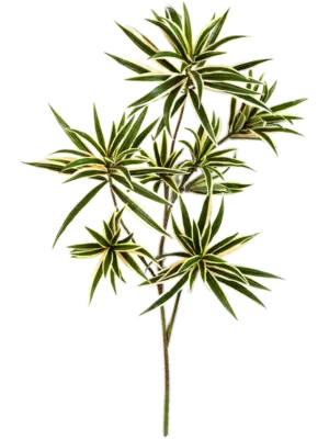Branch (FR)