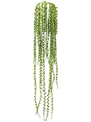 Hanging Busch (FR)