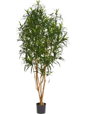 Verzweigt