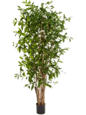 Verzweigt