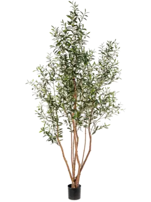 Wild Trunk With Fruit