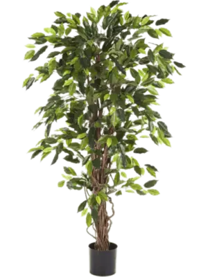 Ficus Liana