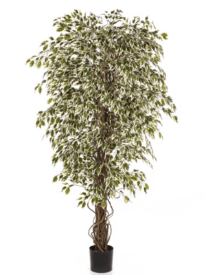 Verzweigt