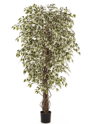 Verzweigt