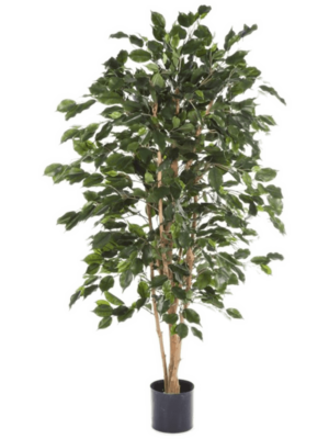 Tree (FR)