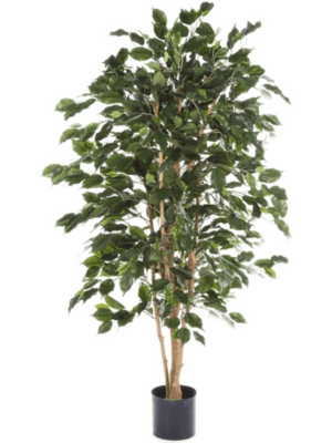 Tree (FR)