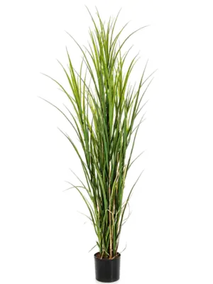 Grass (165 cm)