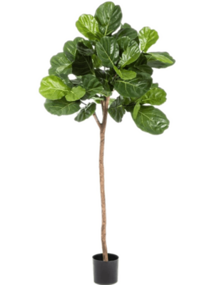 Single Trunk (170 cm)