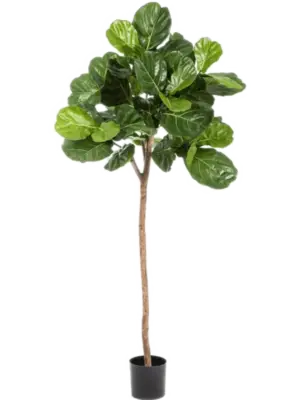 Single Trunk (170 cm)