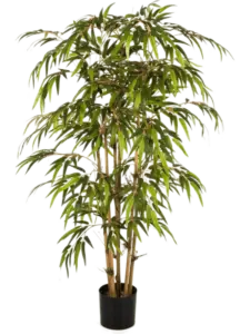 Bambu