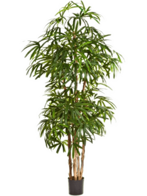 Palm (200 cm)
