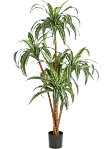 Dracaena