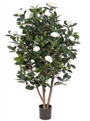 Bush Tree White